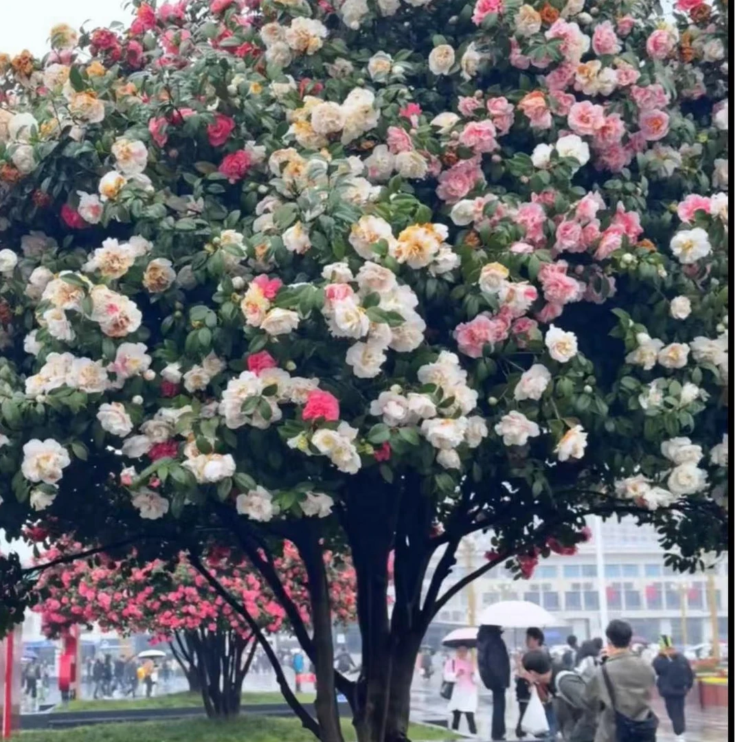 七彩云南 露天带花苞绿植 山茶花带发货四季开花耐寒耐热庭院绿植