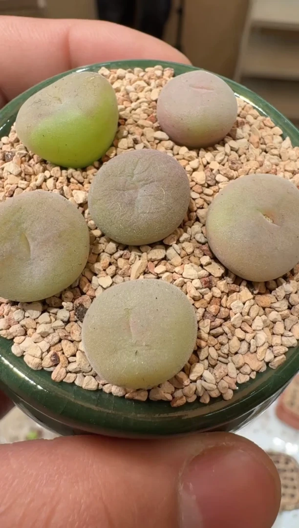 150多肉植物肉锥空卡佛一颗