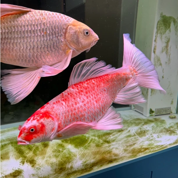 特大巨型蝴蝶鲤30cm以上大亚成精品蝴蝶鲤淡水鱼特大红蝴蝶鲤黄白