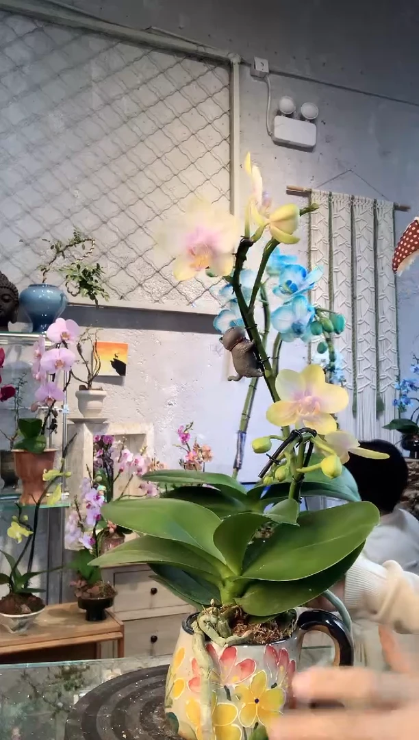 大部分花苞少量开放3423蝴蝶兰一物一拍