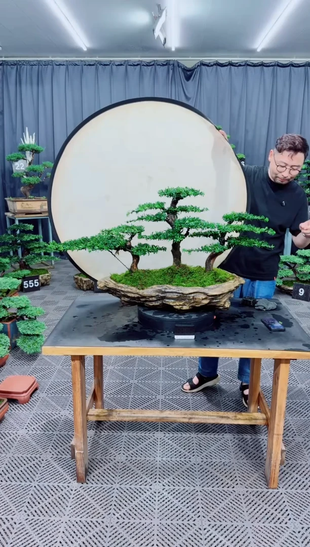 无花朵罗汉松盆景....