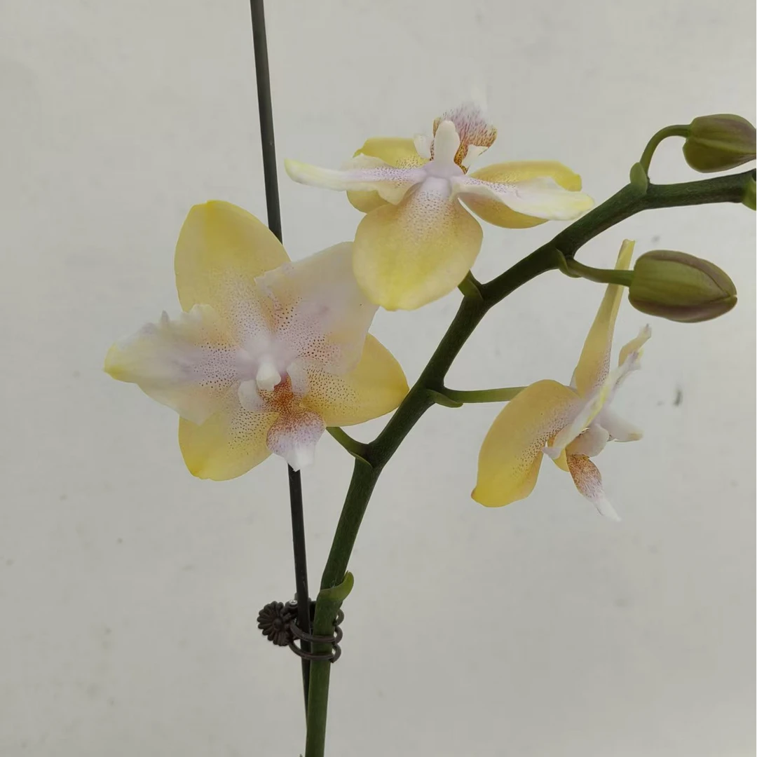 【变异柠檬博格利】单剑 馨艺蝴蝶兰 花量少花苞少