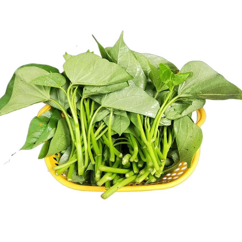 C新鲜红薯叶310-320g嫩苕尖