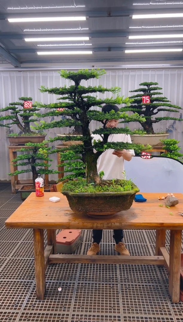 无花朵抽***酒精品盆景直播间一物一拍