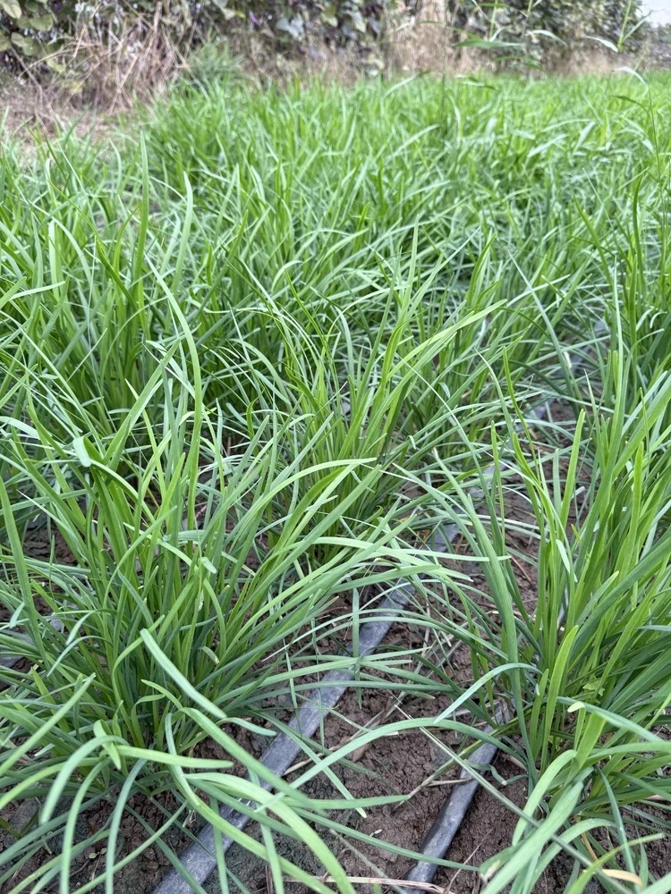 自然生长的农家韭菜｜清香浓郁·新鲜直达 农场直供 买2斤送1斤