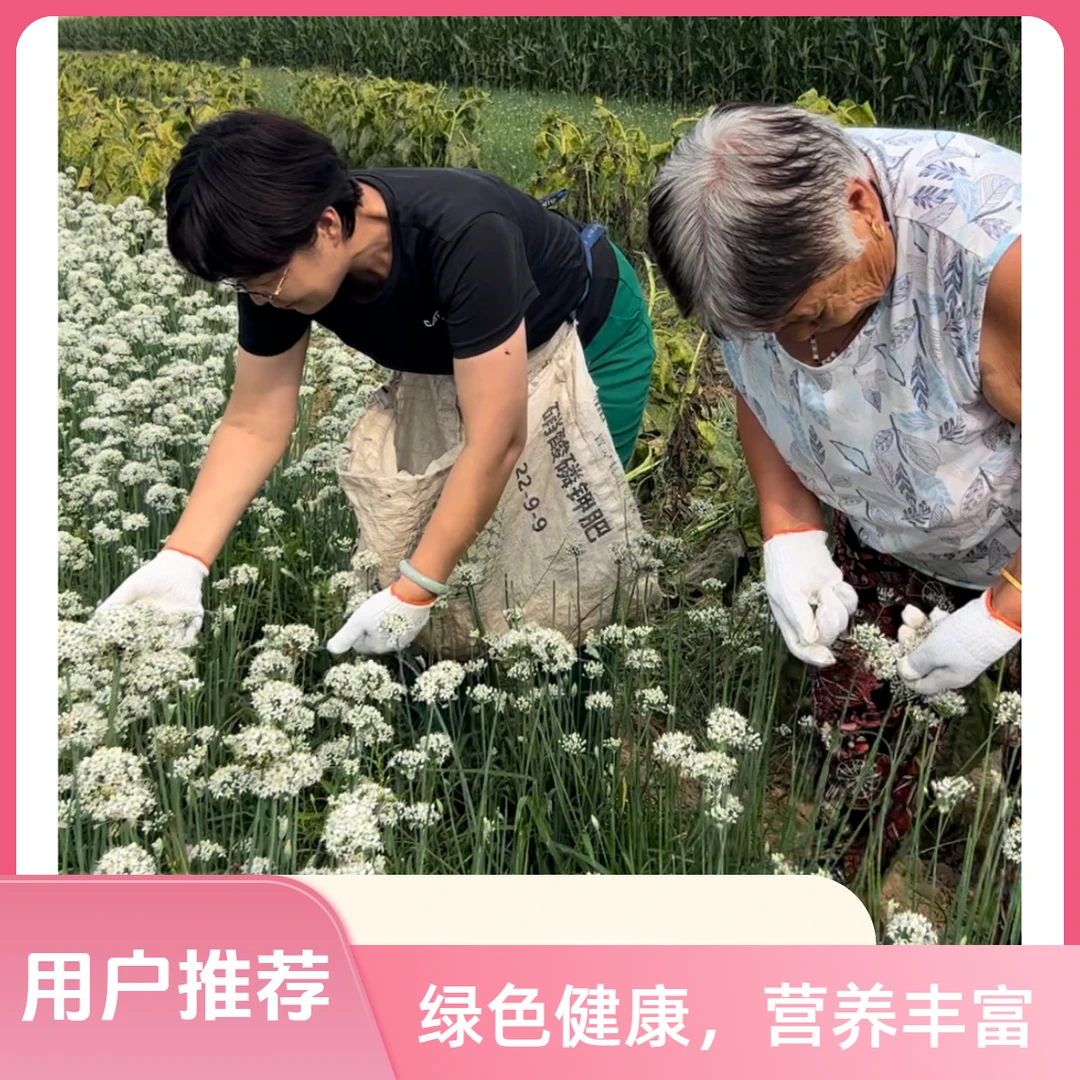 2025头茬绿色种植纯手工新鲜采摘石碾韭菜花可做火锅蘸料原材料
