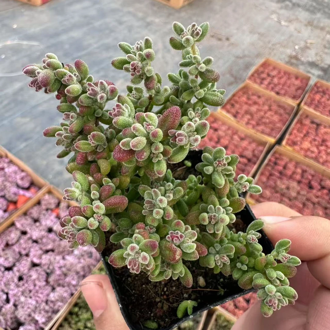 一盆红宝石枝干番杏多肉植物   满九点九包邮