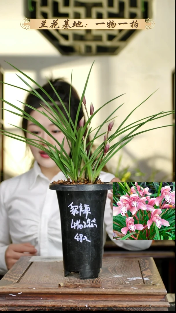 完全开放貂蝉4苗2花苞