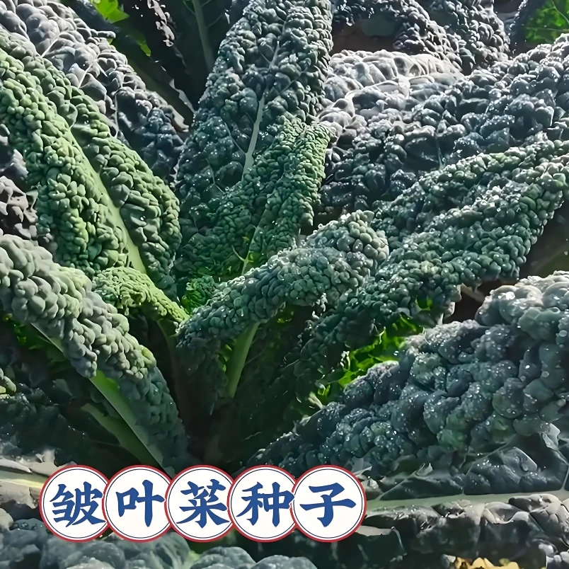【皱叶菜种子】营养蔬菜种子家庭阳台小院四季种植盆栽地栽