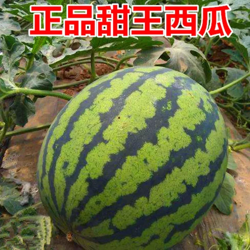 【达吾水果】正品甜王西瓜1个特惠尝鲜装12斤起(骑手配送到家)西瓜同城送陕西省