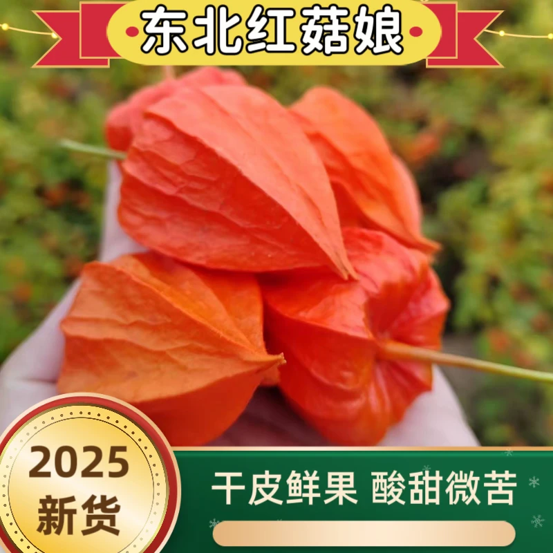 2025年新货东北红姑娘苦姑茑红姑娘干皮鲜果果肉酸甜微苦皮可泡水