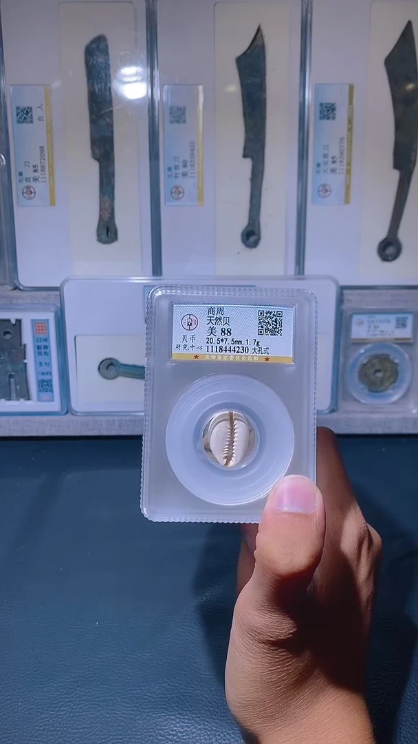 铜琪珍   天然贝  一枚