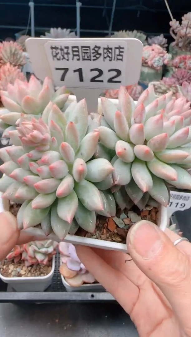 【闪购商品】7122.