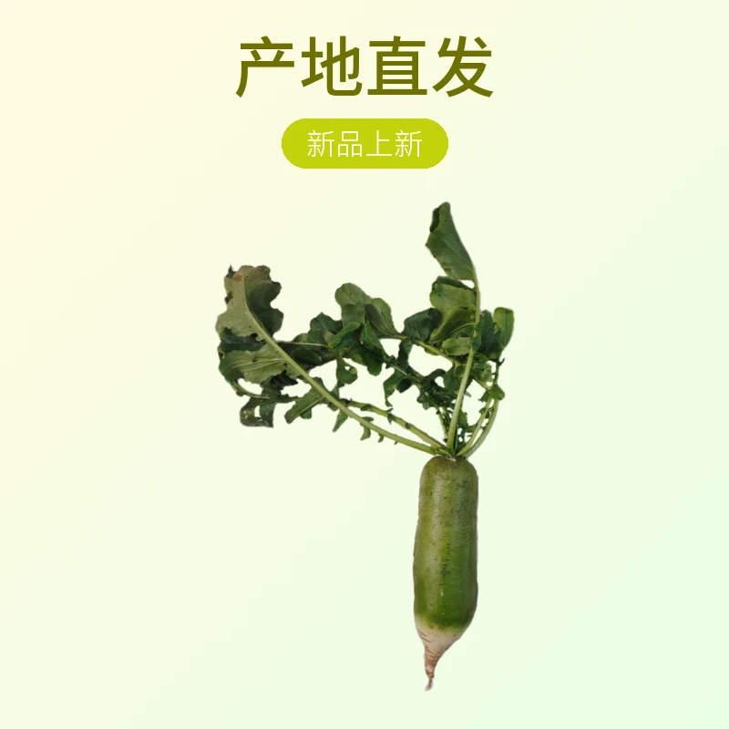 天津果宸家绿色沙窝萝卜天星2号产地直发水果萝卜口感脆甜新鲜