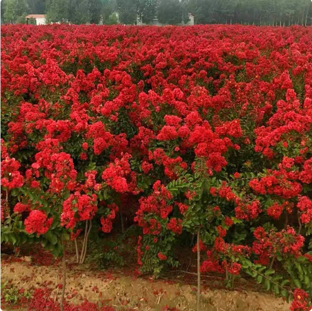 一物一拍紫薇花树苗 红火箭 天鹅绒 精品杯苗老桩盆景