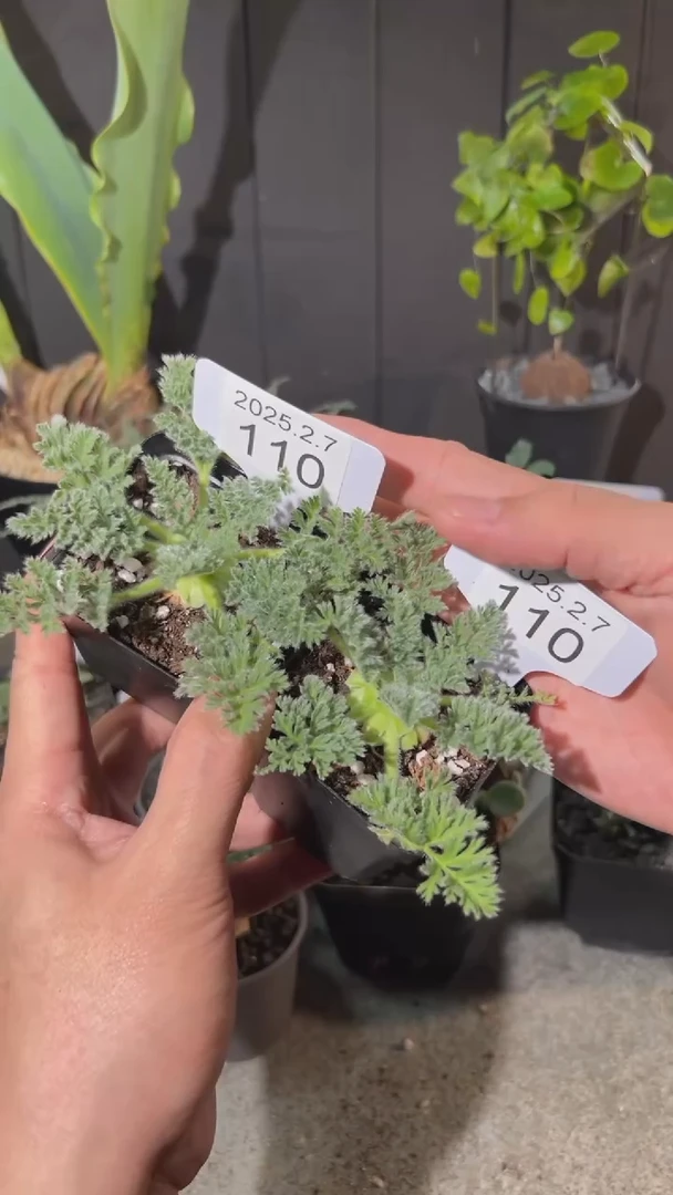 【闪购商品】羽叶洋葵2.7.110