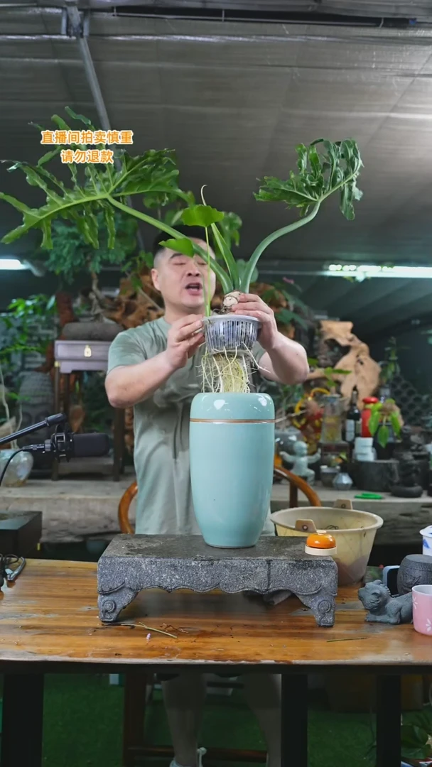 当前无花栽培后可以开花龙鳞春羽老桩T