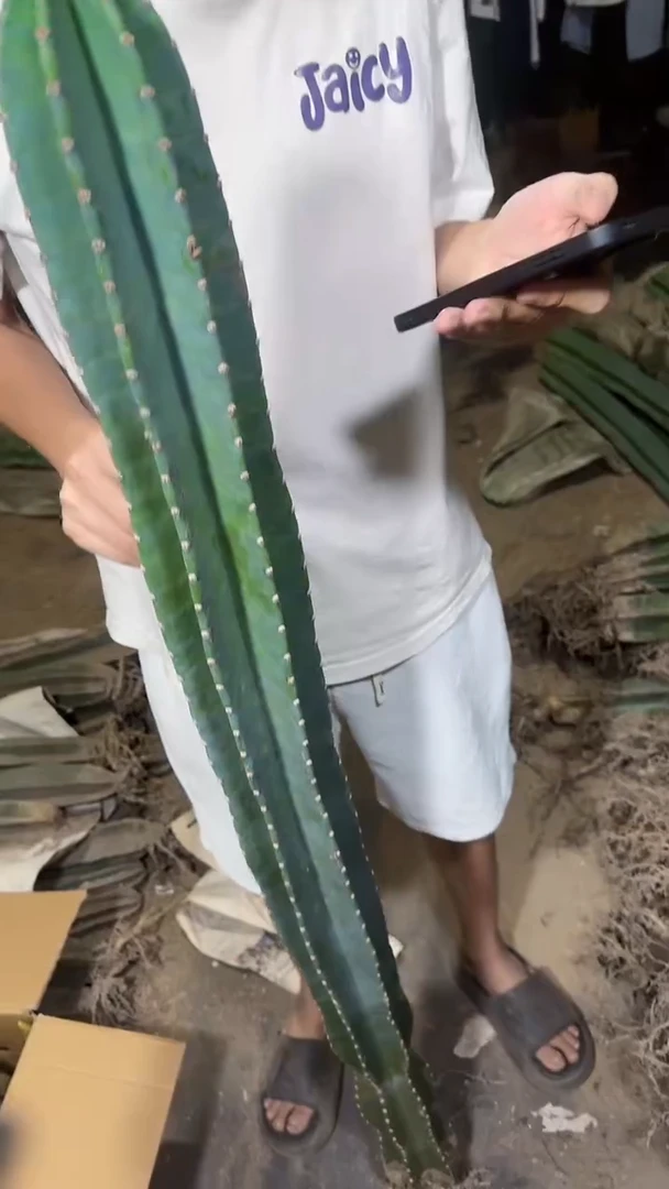 【带根】130cm+ 量天尺