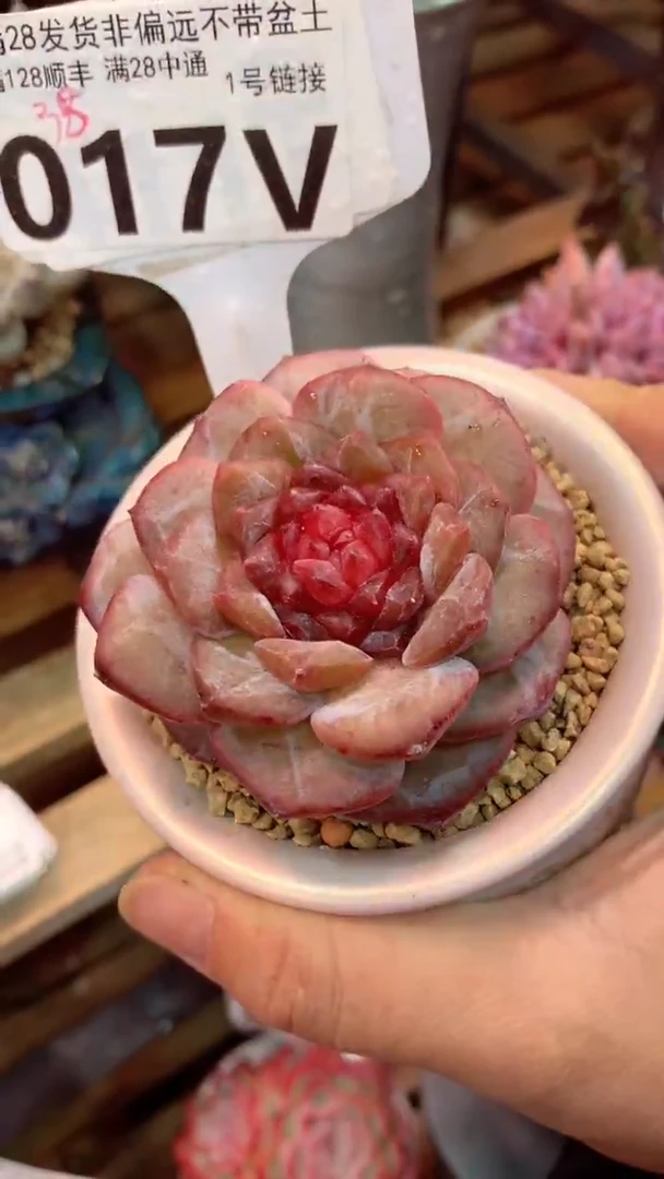 017V 凤仙花 (一物一拍实付满28发货，默认不带盆土）