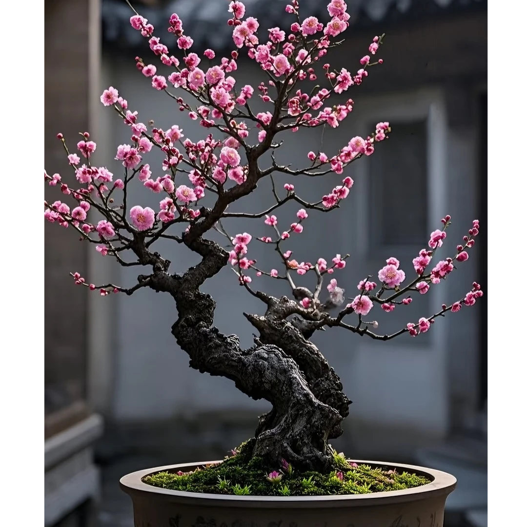 骨里红梅花绿梅宫粉玉蝶朱砂生桩老桩