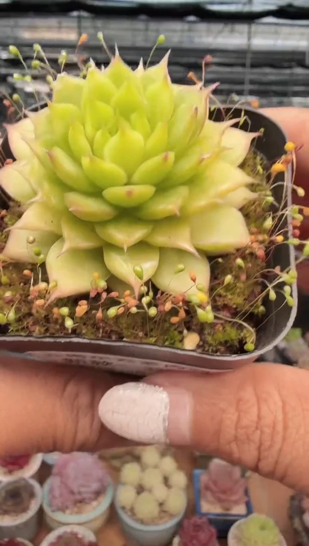 东云多肉园新款-325