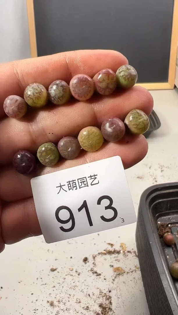 【闪购商品】++++913毛杂以下3颗