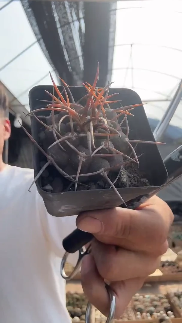 5-8             25.99