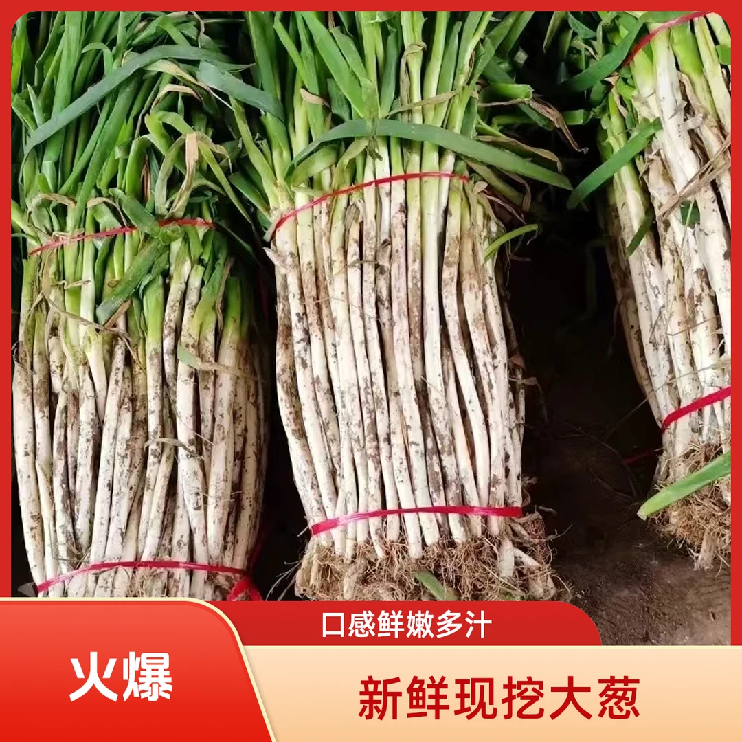 整箱5斤新鲜小细葱铁杆大葱蔬菜长白去皮切叶净葱带土大葱现挖