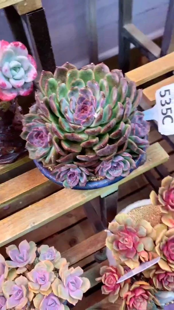 535C（一物一拍实付满28发货，默认不带盆土）