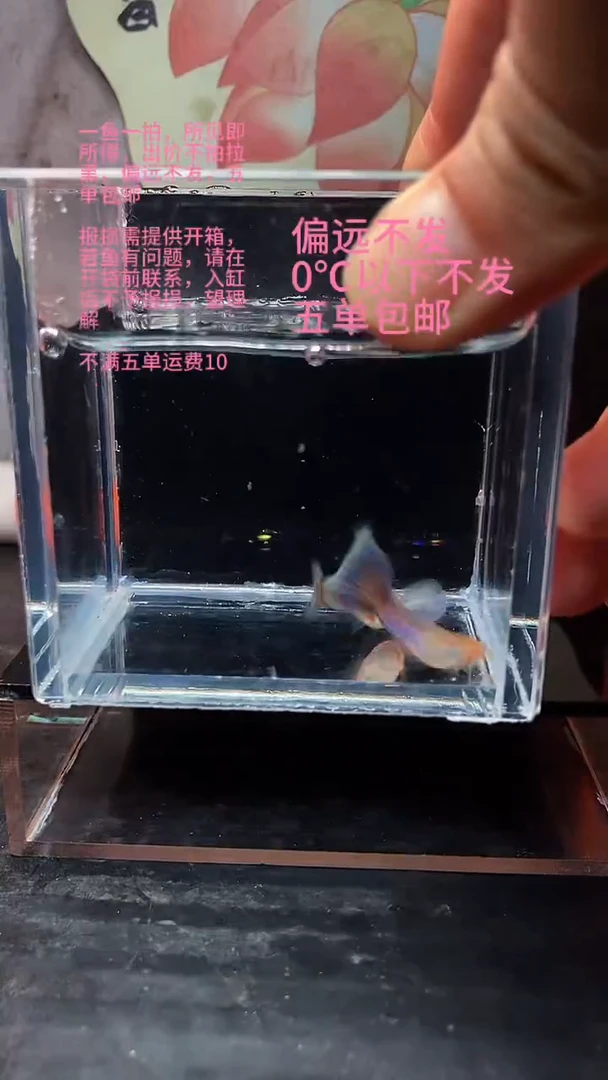 海水鱼孔雀鱼 05