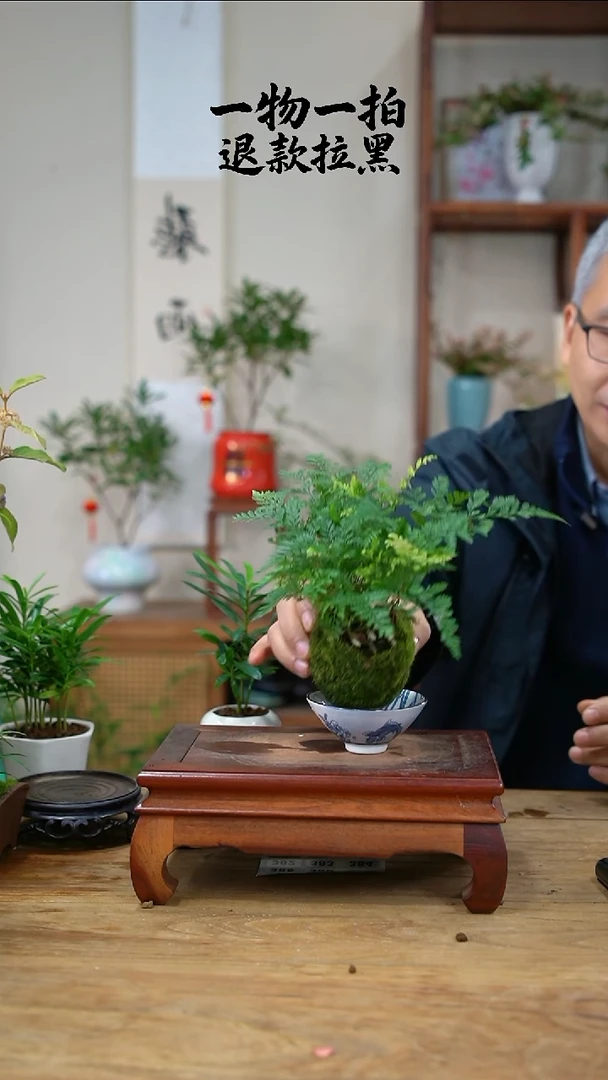 完全开放吴**虑狼尾蕨369