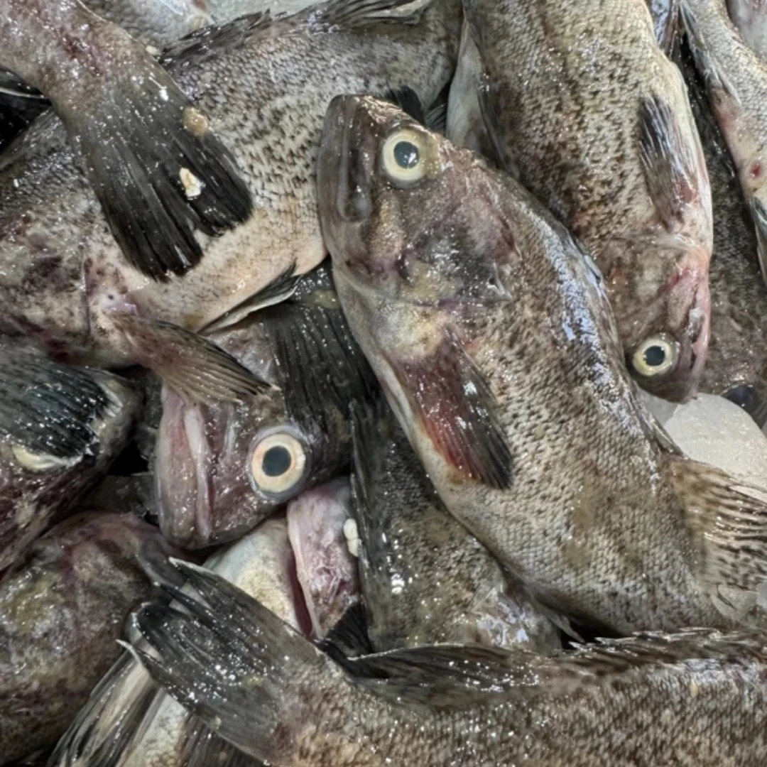 大连岛里野生新鲜黑鱼 3斤 顺丰包邮