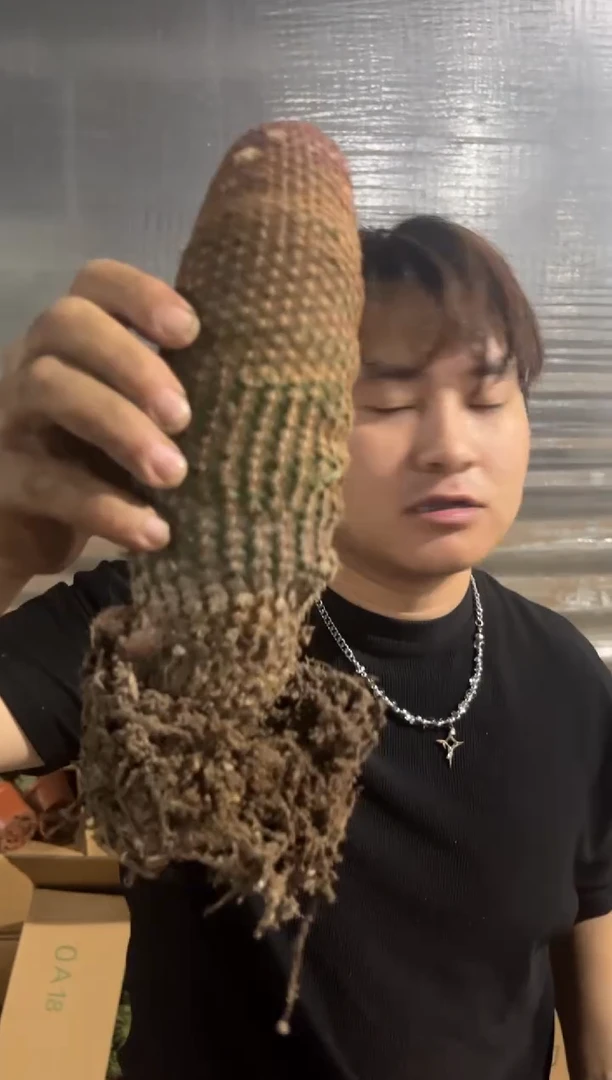 大单头 红太阳【带根】