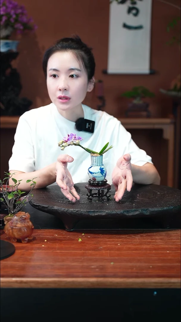 无花朵蝴蝶兰搭花架盆景盆景盆景