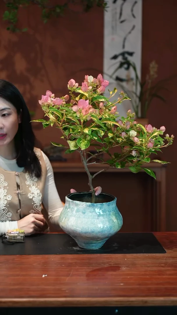 无花朵三角梅盆景盆景盆景