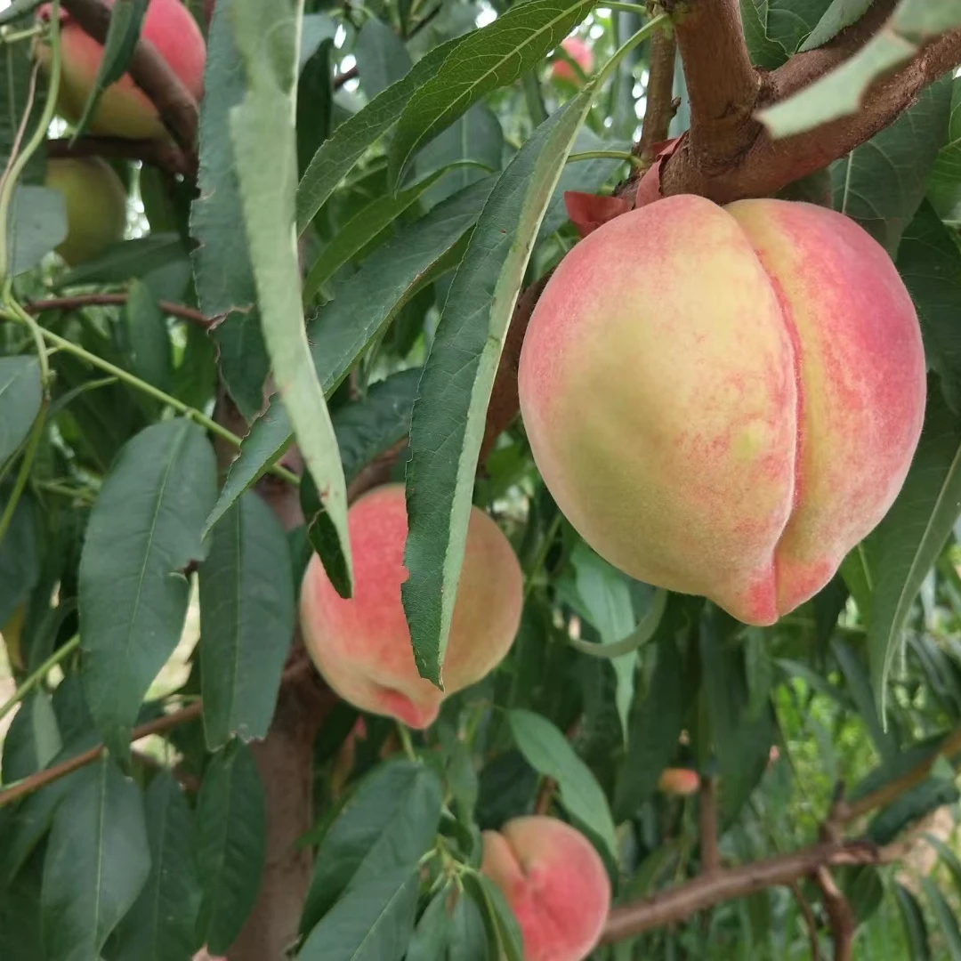 果贝康深州蜜桃顺丰邮寄不适合送礼家庭尝鲜可拍个小介意者勿拍