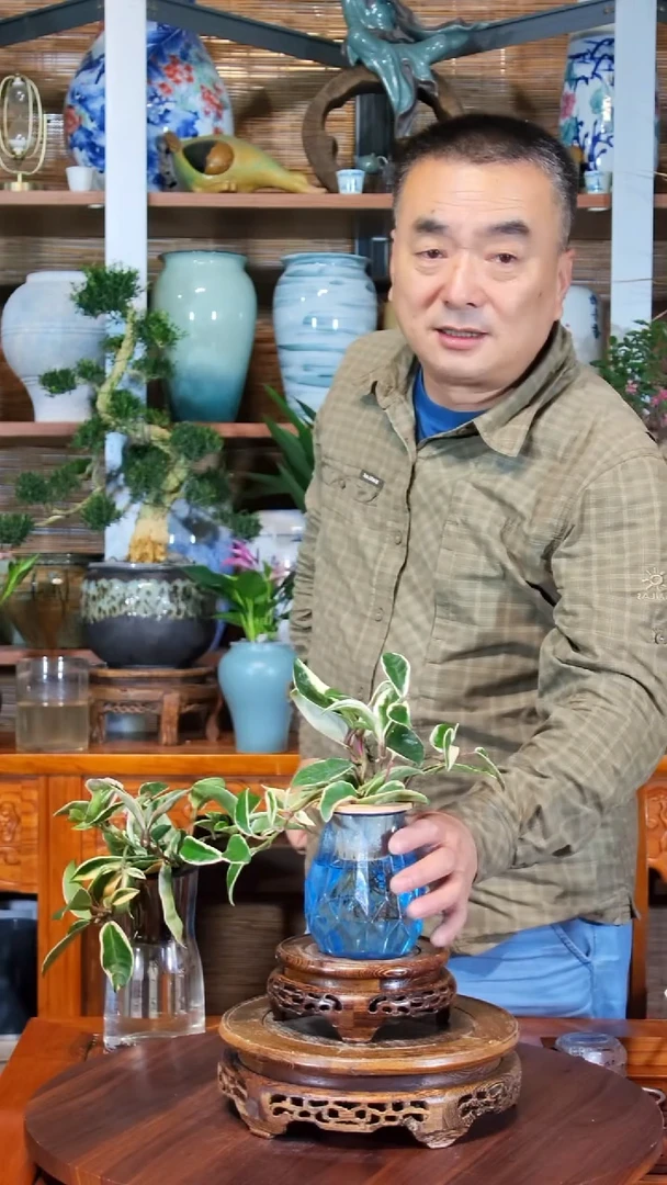无花朵笨**笨水之韵水培心叶球兰