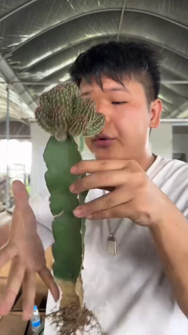 多头 青花虾【嫁接】