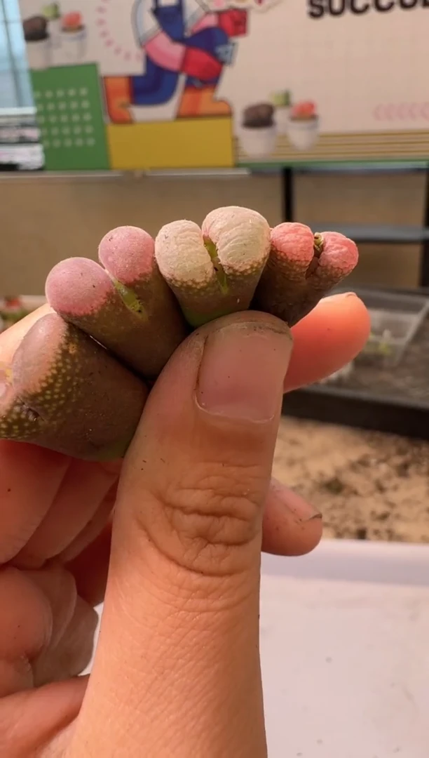 多肉植物肉锥4-278