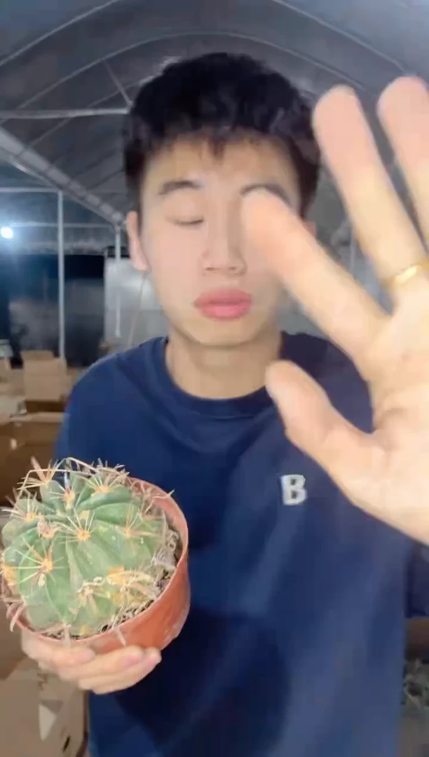 【闪购商品】3颗 实生根 宽刺日出 6-8cm