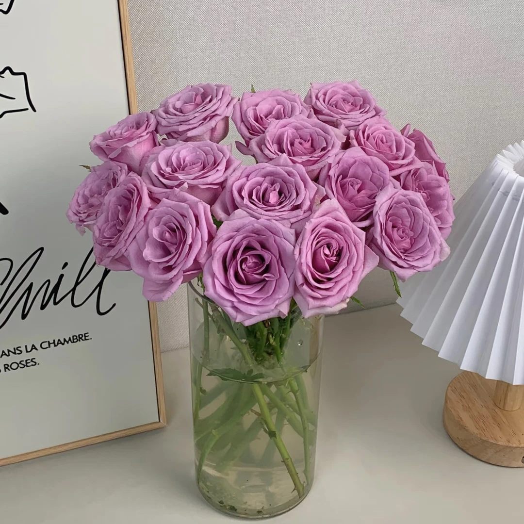 【禾韵山东】紫霞仙子玫瑰 自有基地山东鲜花批发直播顺丰包邮次日达
