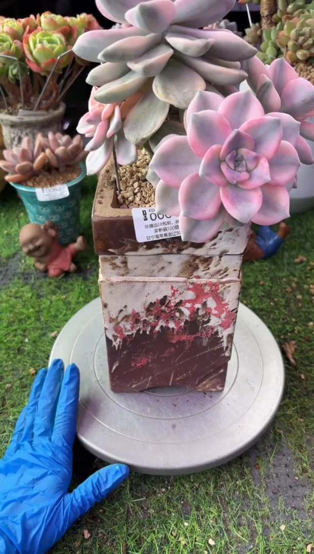 昆明印象多肉00645