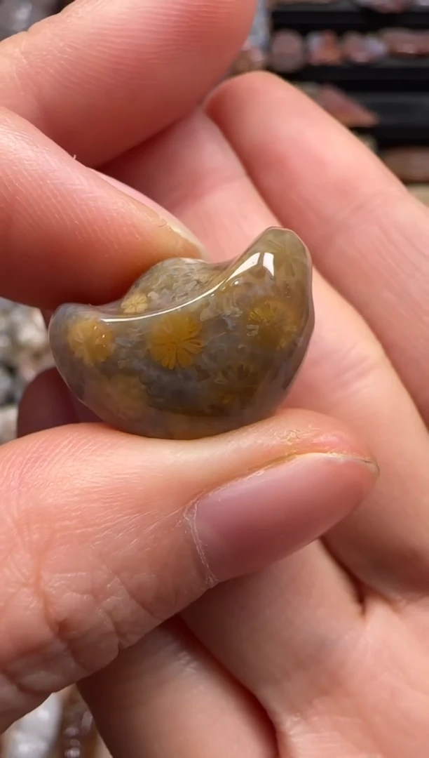 【闪购商品】硅化珊瑚（珊瑚玉）颈饰未镶嵌445