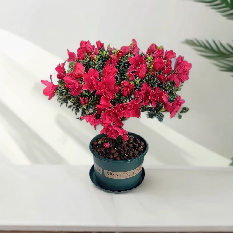 （带花苞）大盆比利时红宝石红杜鹃盆栽室内好养绿植四季红红火火