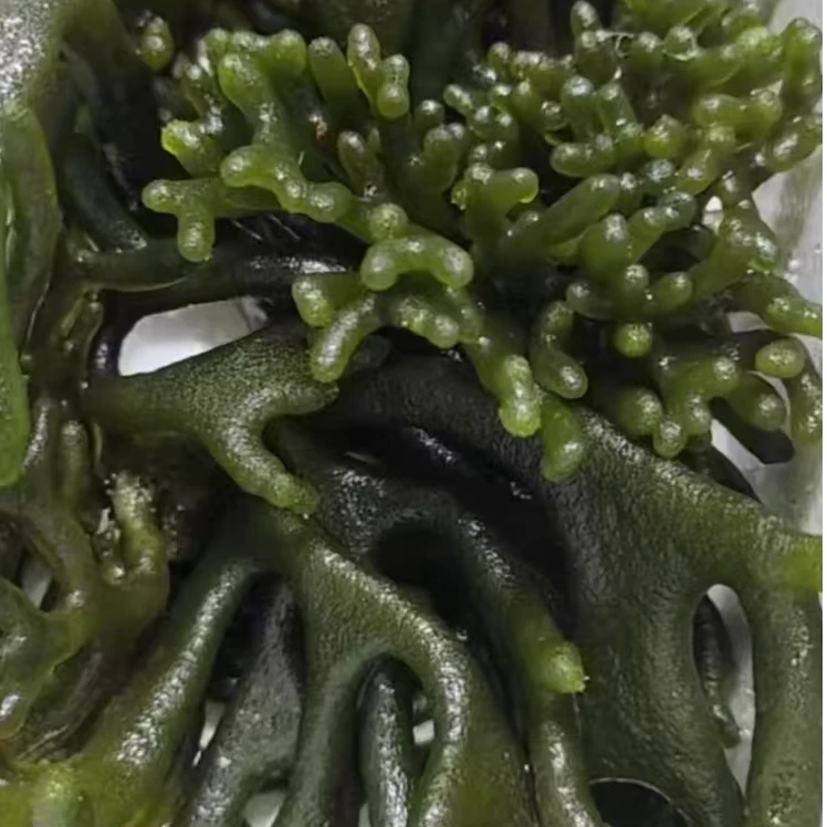 鹿角藻海缸净化水质