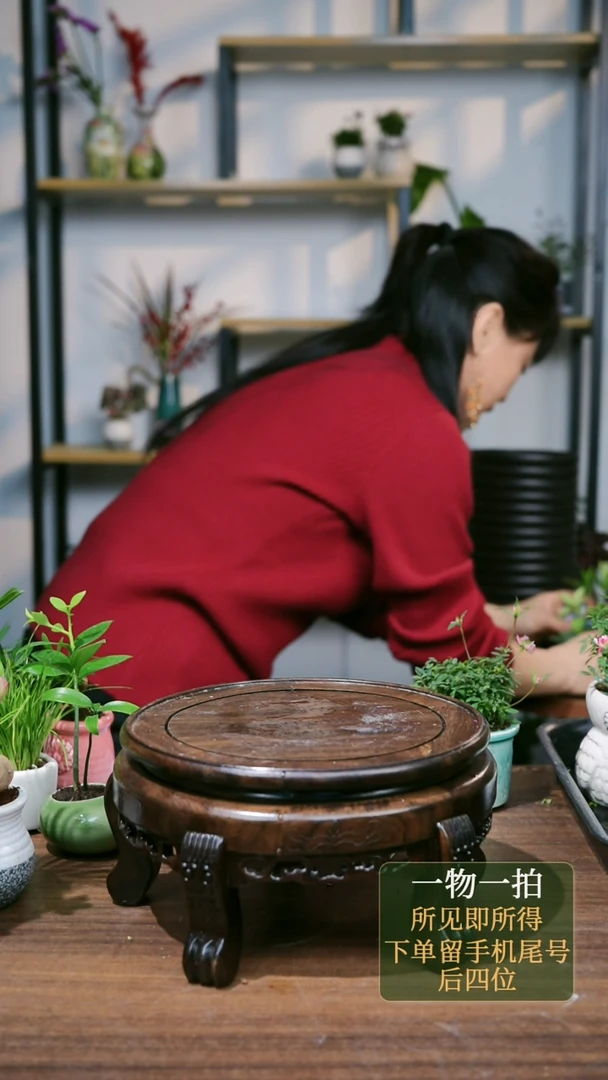 【闪购商品】97--7729竹柏壶+轮叶方绿+罗汉高