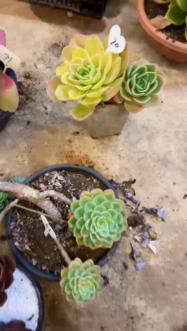 M**少           70号￥20