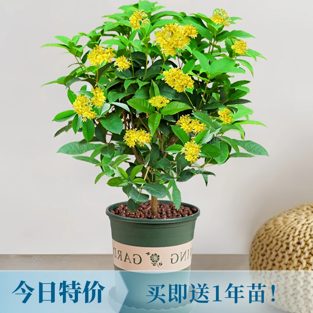 【6年】【基地直发】 四季桂花 室内阳台庭院好养易活 盆栽