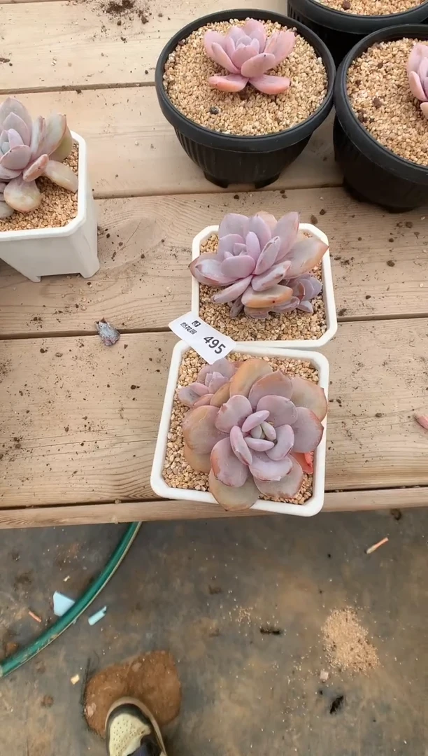 495奶茶2棵一物一拍