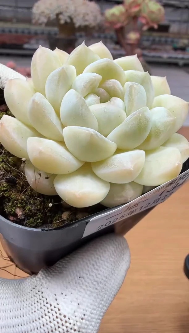 东云多肉园二店-134